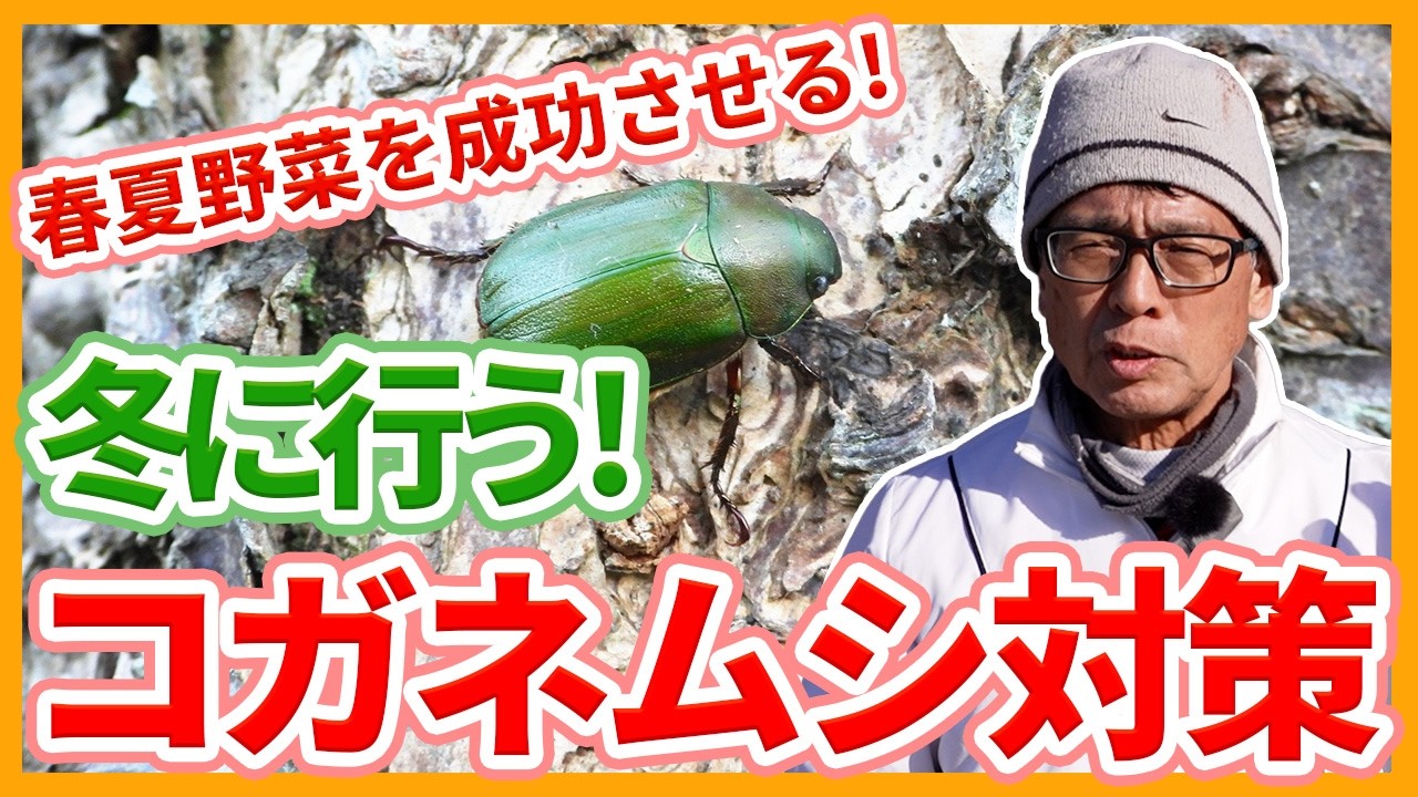 家庭菜園や農園の春夏野菜栽培を成功させる害虫対策！冬が適期のコガネムシ撃退と春夏野菜の育て方！【農家直伝】