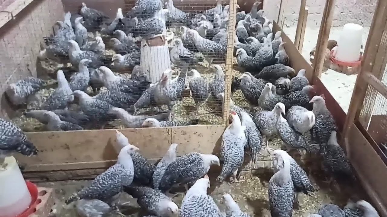 عملنا اسره الدقي لانتاج البيض