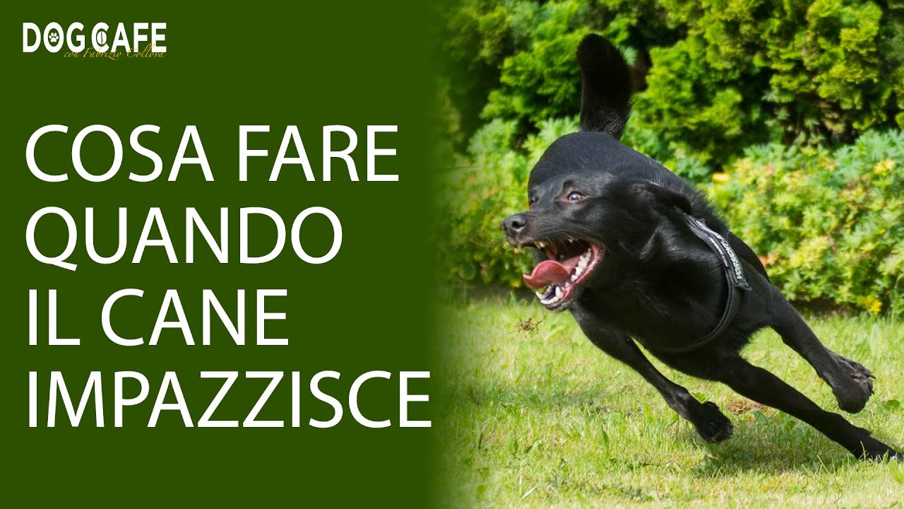 Cosa fare quando il cane impazzisce