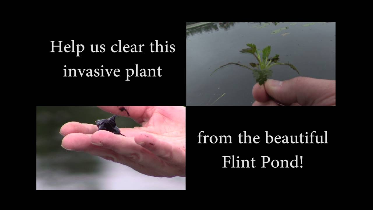 Flint Pond Water Chestnut Weed Harvest