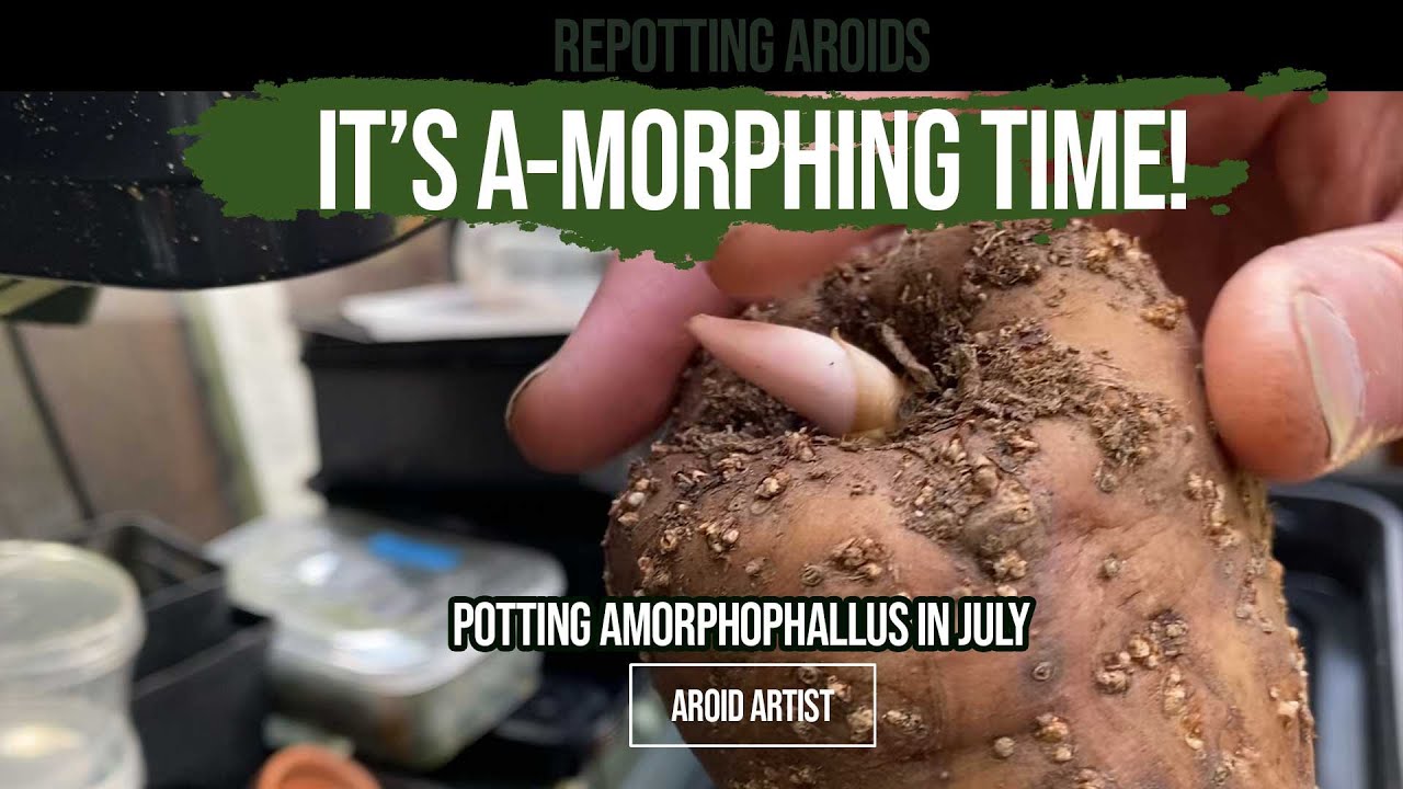 IT'S A-MORPHIN TIME! Time to pot up some awesome Amorphophallus
