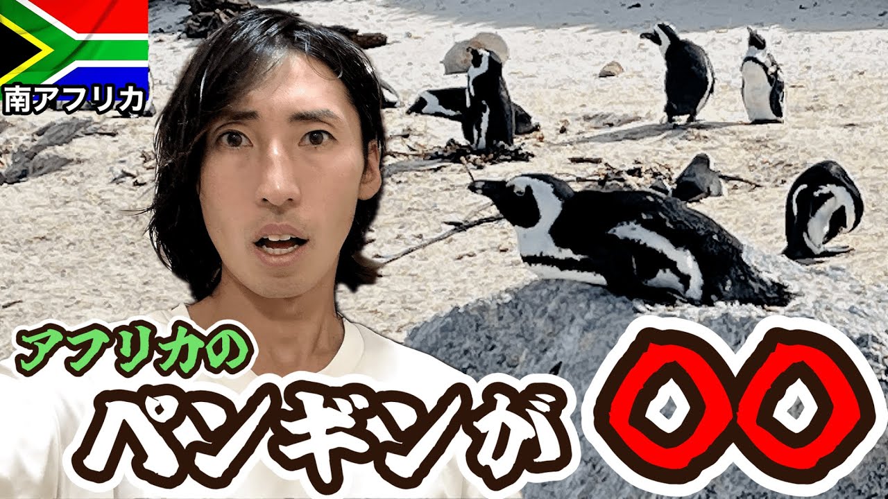 アフリカで野生のペンギン見に行ったら、、、【南アフリカ観光#8（ケープタウン、ボルダーズビーチ）】【アフリカ161話】