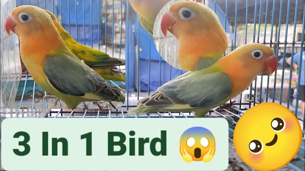 Vlog296 Clear Pied Opaline Parblue Opaline Green Opaline😱 3 Mutations In 1 Bird😱 Are U Guys With Me😆