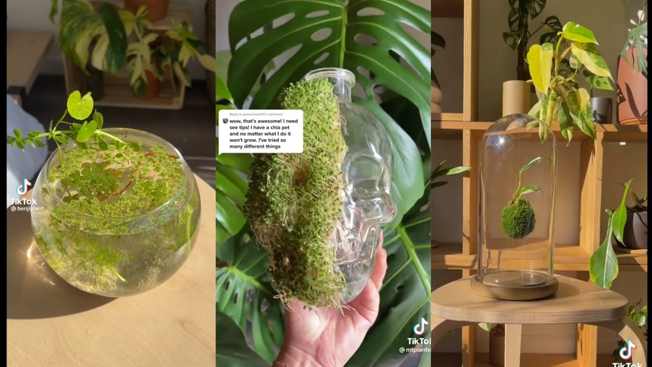 Plants/terrarium🪴🌿 [aesthetic] tiktok compilation