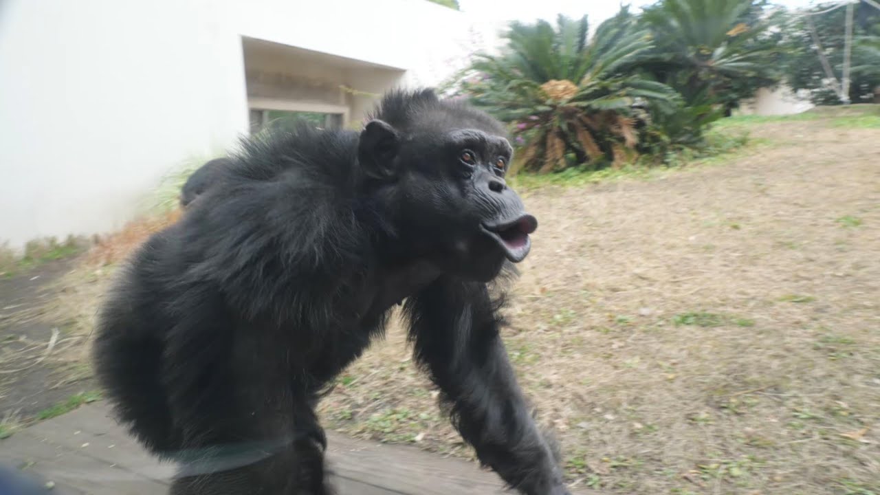 アルファオスになってもケイは面白いケイだった　🥰　平川動物公園　チンパンジー　202601
