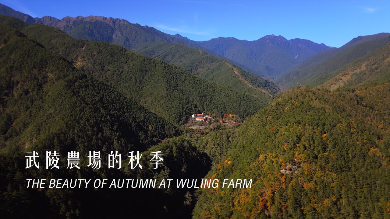 台灣最美山路！開箱台7甲進武陵農場，楓葉、落羽松、銀杏黃金交錯超夢幻 ｜【HD空拍】台7甲線 武陵農場：秋冬楓紅、絕美公路之旅！錯過等明年｜4k空拍｜WulingFarm｜