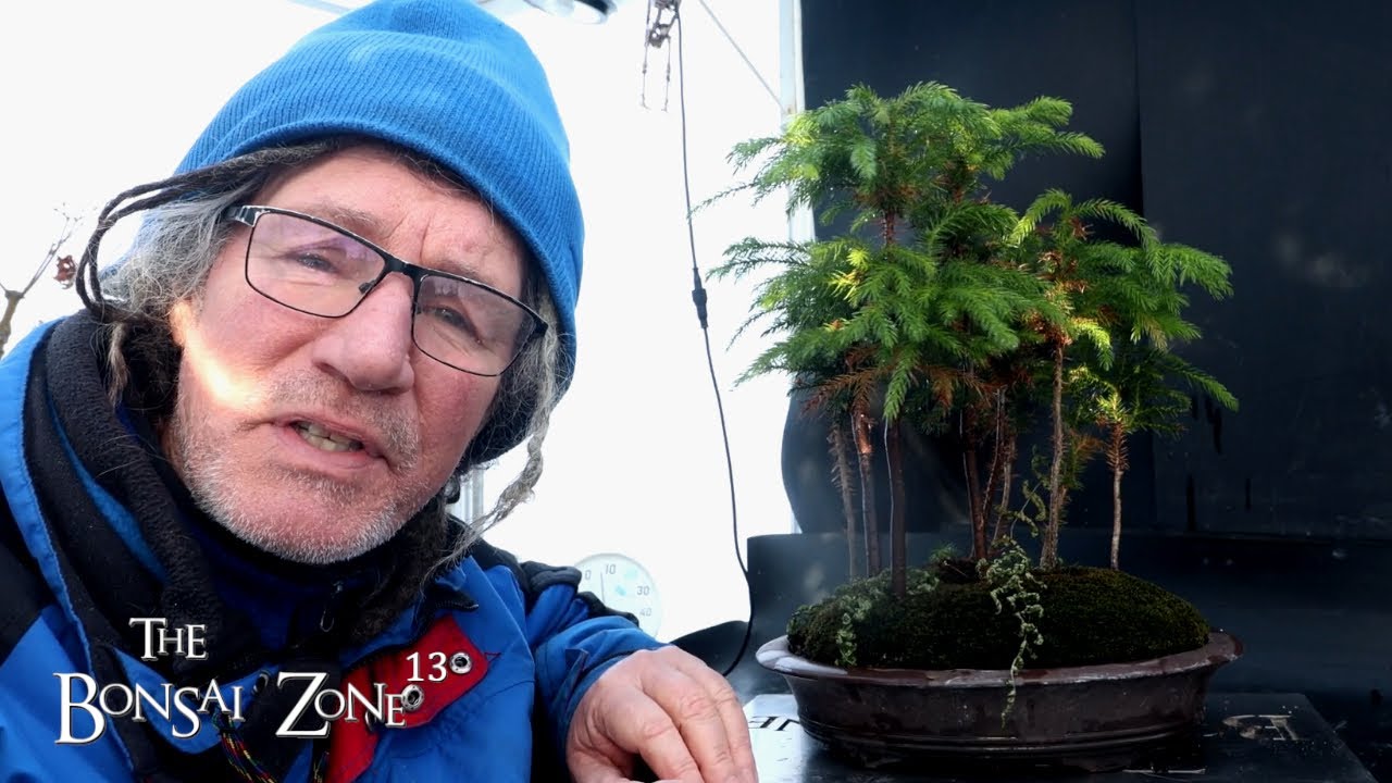 Обрезка соснового леса на острове Норфолк, The Bonsai Zone, январь 2026 г.