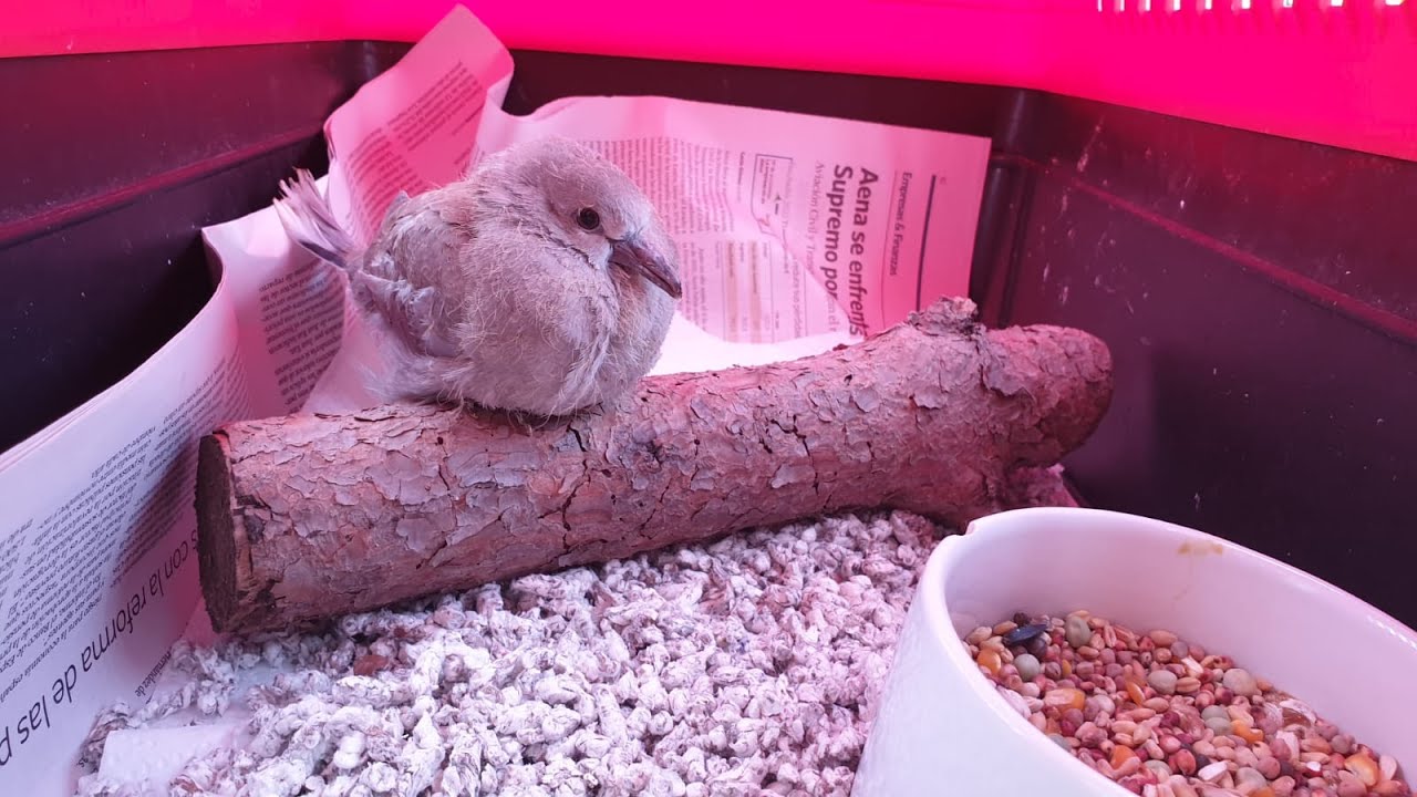 Pichón de tórtola turca (streptopelia decaocto)