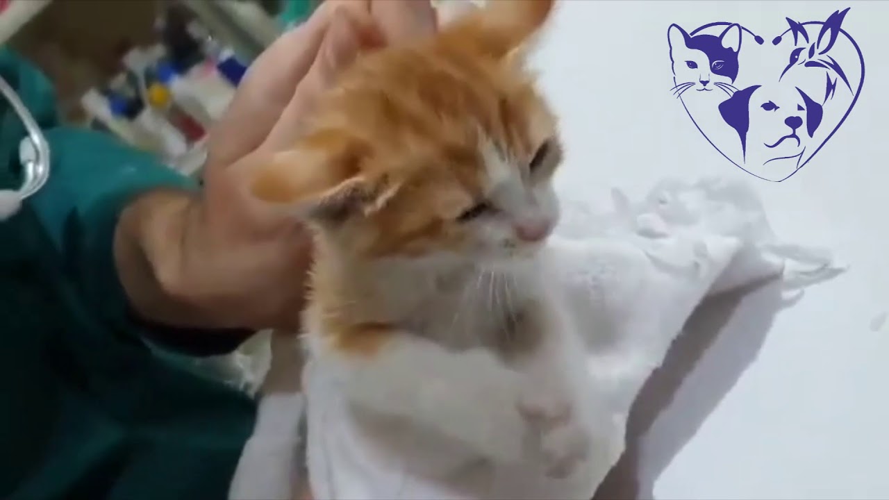 cat seizure