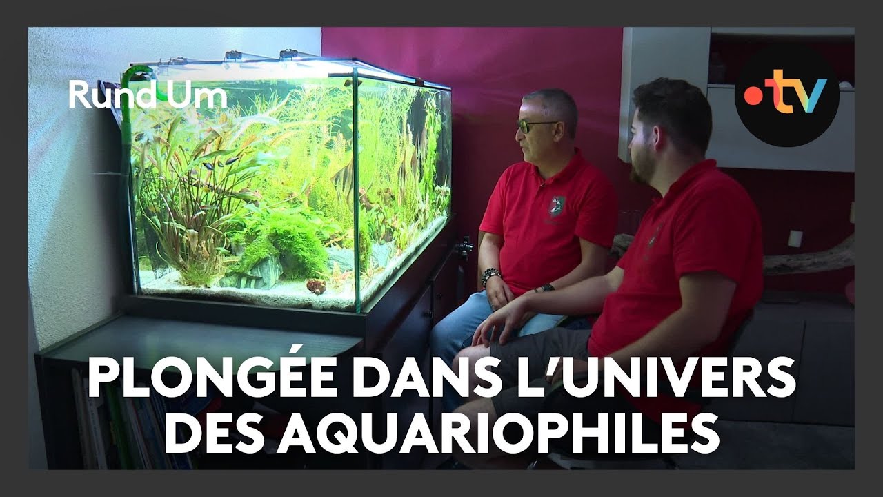 Plong&eacute;e dans l'univers des aquariophiles