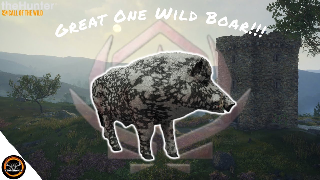 Hunting A MAX WEIGHT Great One Boar!