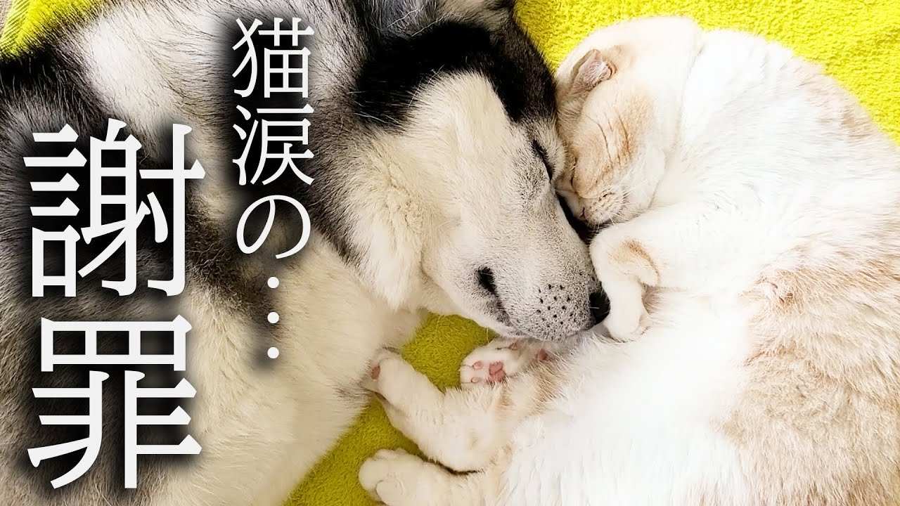 喧嘩になり世界一かわいい謝罪する猫が可愛すぎた...