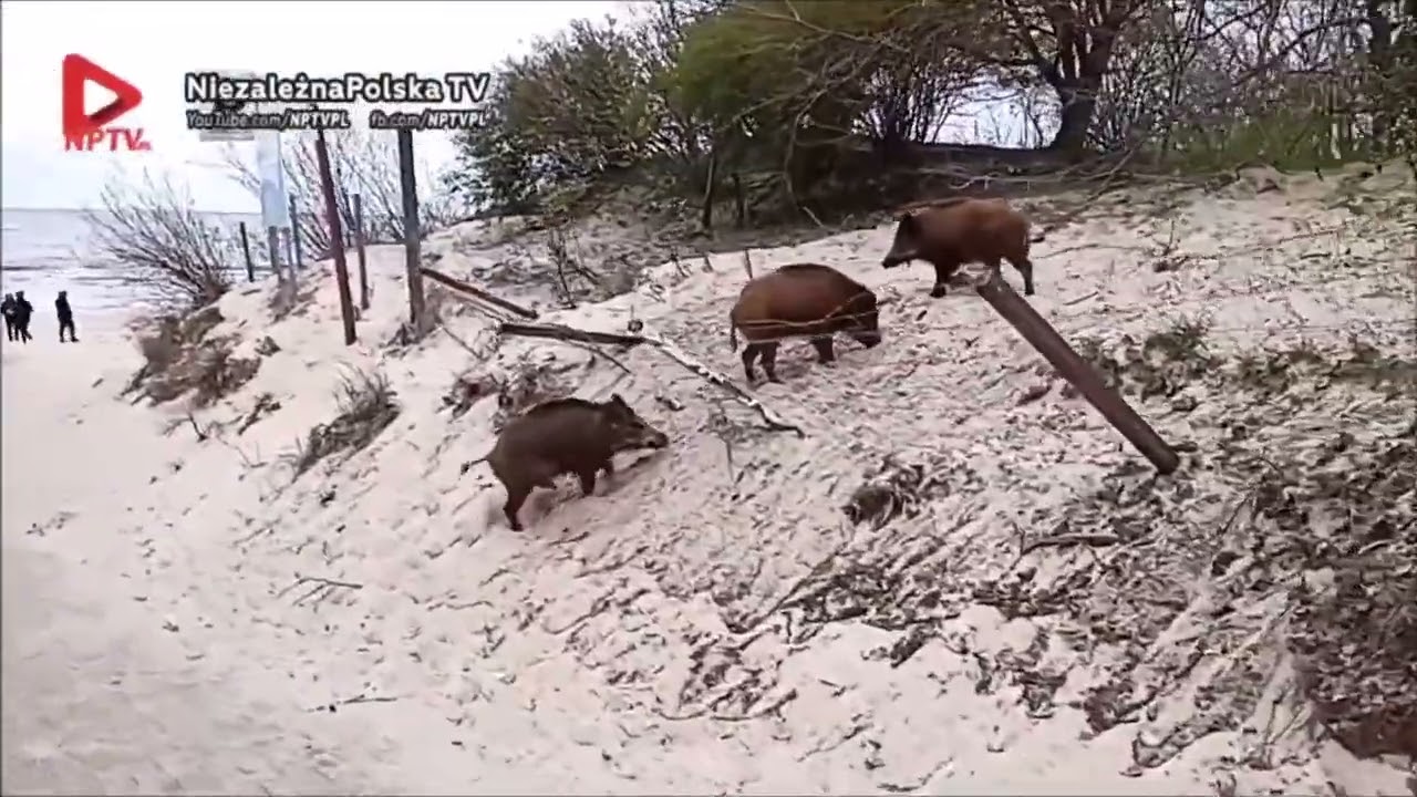 Jabłonowski spotyka dziki na plaży 🐗 (SHOT)