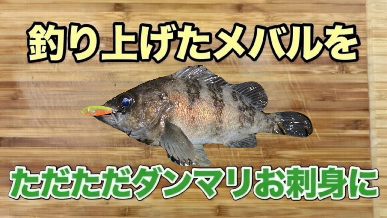 【ダンマリお捌き】前回釣り上げたメバルをただただダンマリと捌いてみた【見て学ぶ】【メバルの捌き方】