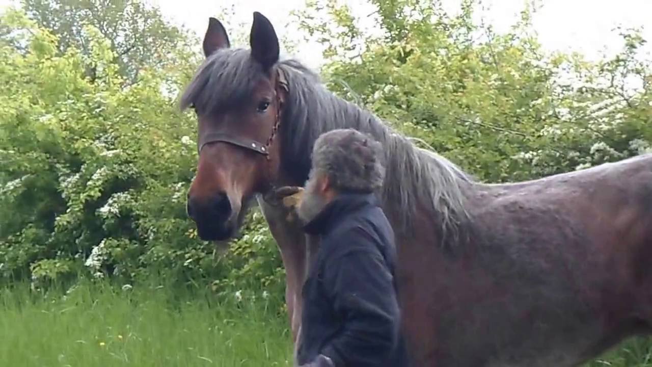 Zeeland. Natuur Zuid-Beveland, deel 5. De Belgische trekpaarden.