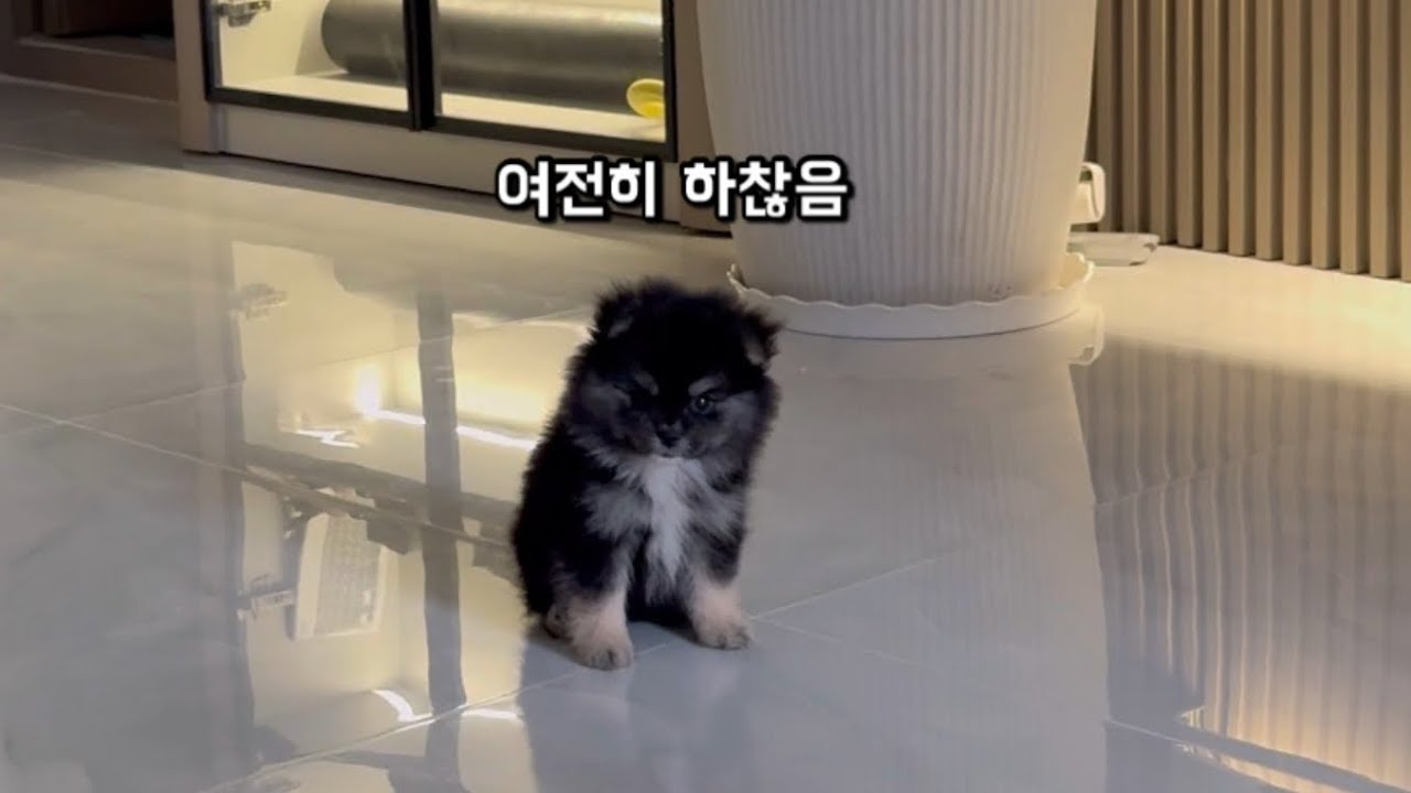 나트랑에 사는 포메라니안 서울이 | 2–3개월 성장기