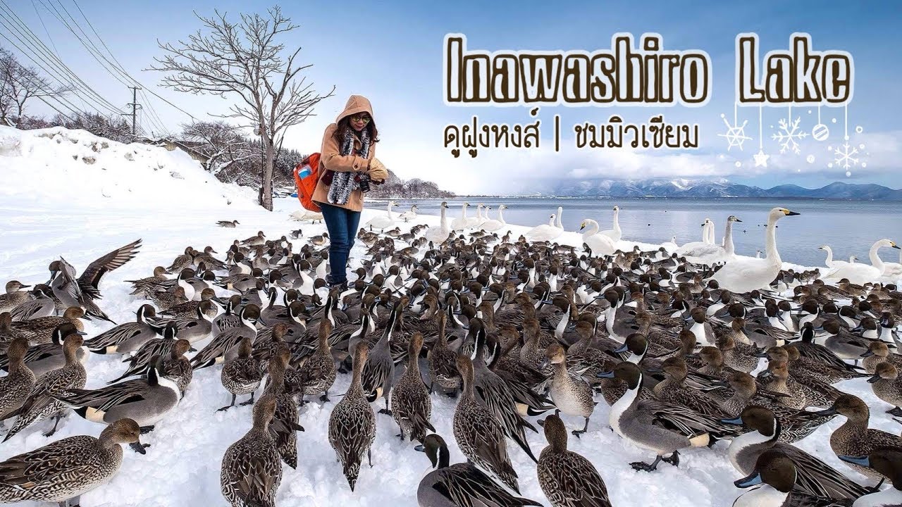 ฝ่าหิมะ...ไปดูหงส์ที่ Inawashiro Lake, Fukushima