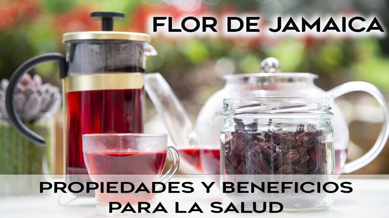 FLOR DE JAMAICA: PROPIEDADES Y BENEFICIOS PARA LA SALUD @andreszapatanutricionista
