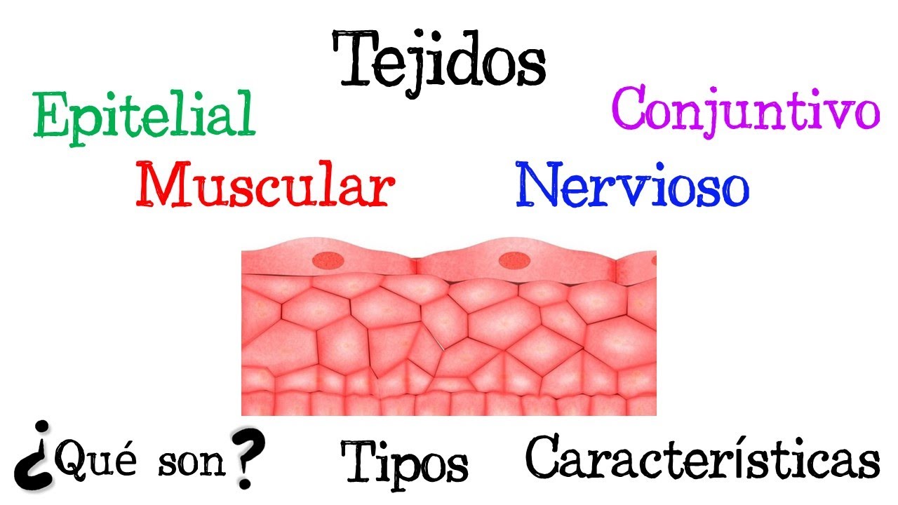 🍖 &iquest;Qu&eacute; son los Tejidos?  🍖 Tipos y Caracter&iacute;sticas  [F&aacute;cil y R&aacute;pido] | BIOLOG&Iacute;A |