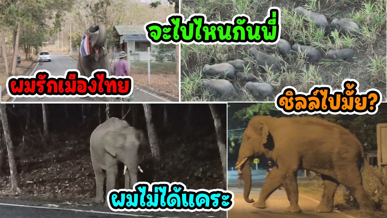 ช้างแคระมีจริงมั้ย?/ ส่องความน่ารักช้างป่าคลองมะหาดออกหากิน/ 