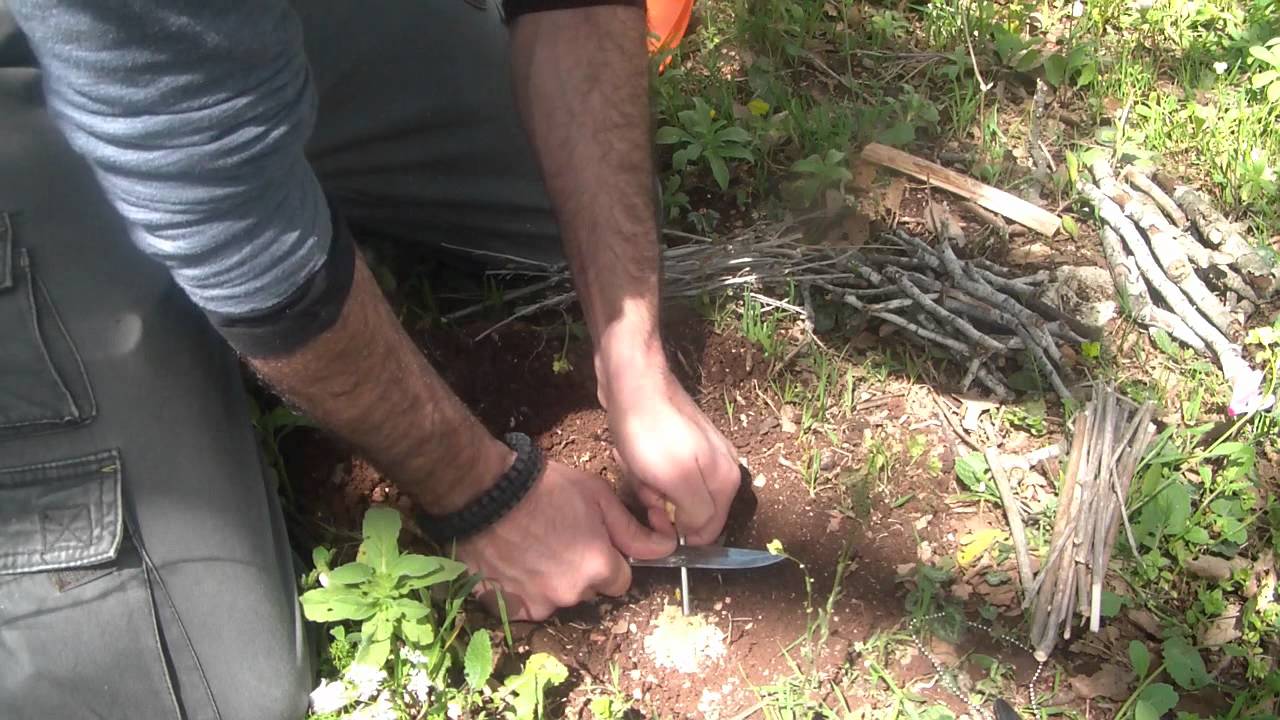 בישול חביתה עם צמחי בר למאכל