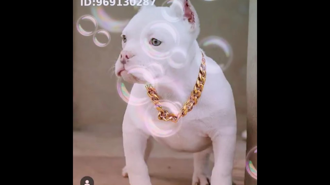 rasas pitbull