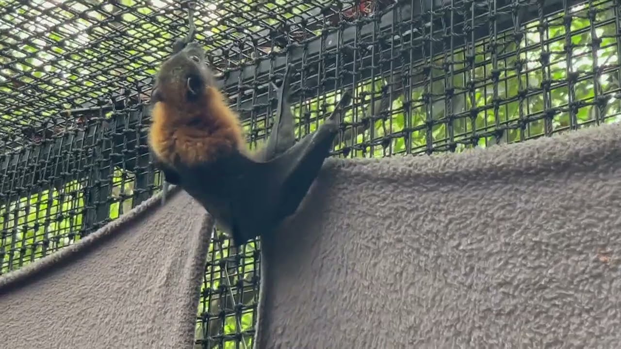 Toof part 11:  in which he goes to the release aviary