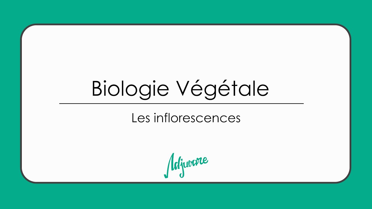 Tutorat biologie végétale : Les inflorescences
