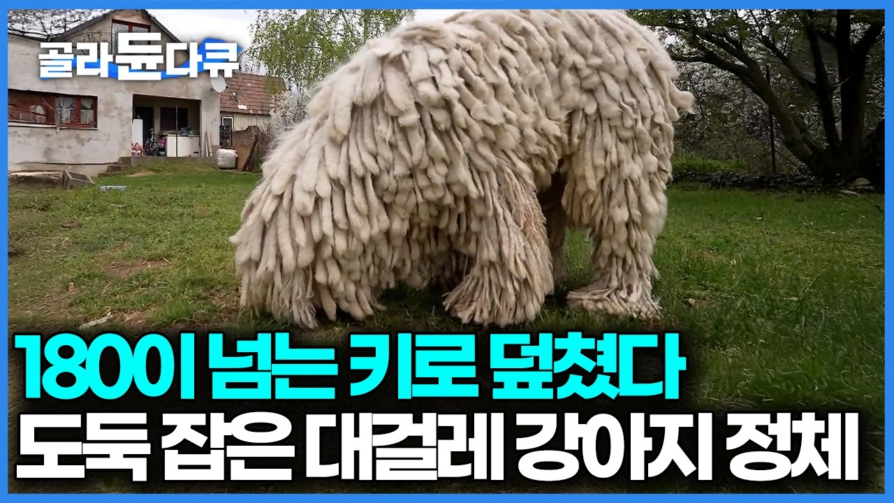 갑옷을 두르고 태어난 엄청난 체격의 개, 위장까지 하면서 사람과 가축을 지키는 헝가리의 국견 코몬도르｜다큐프라임｜#골라듄다큐