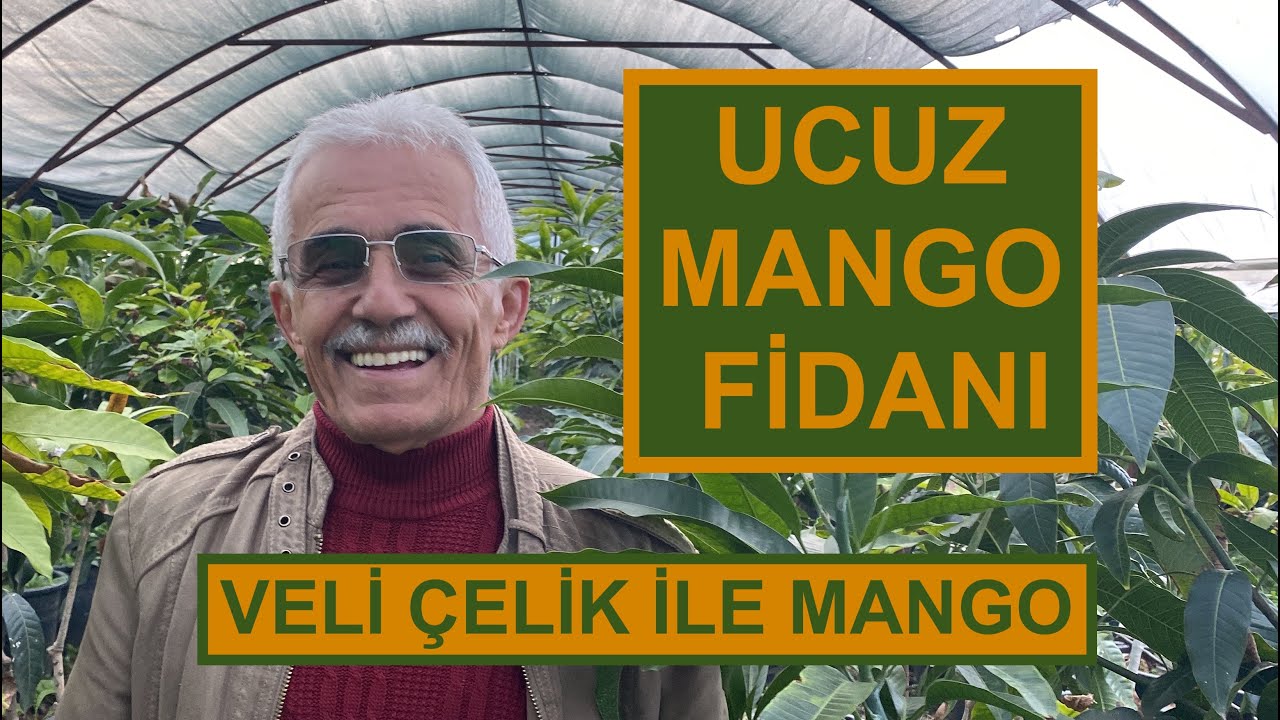UCUZ MANGO FİDANI