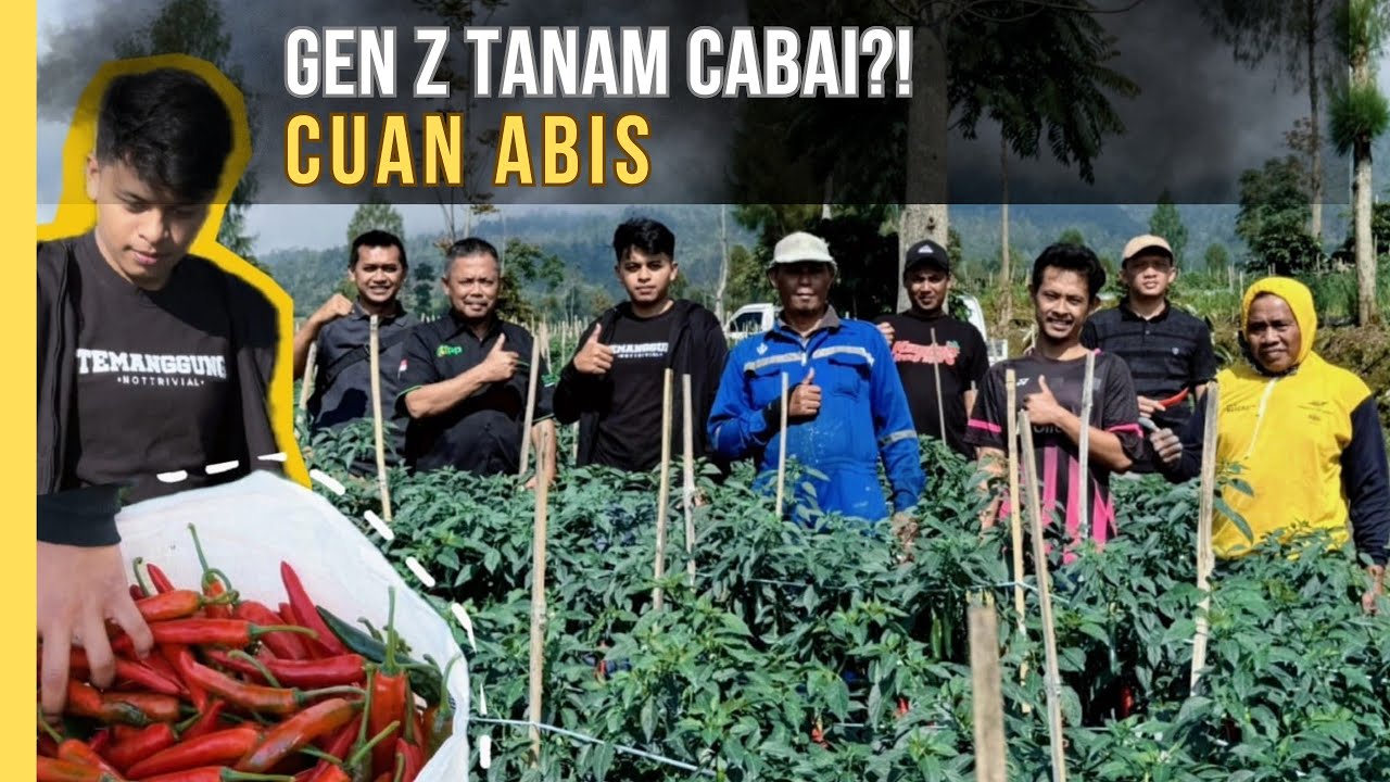 CABAI BESAR UNTUNG BESAR, Petani Gen Z Gunakan Full Metode Mas Udin