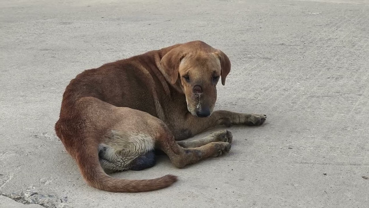 Poor dog got danger by someone very pitty