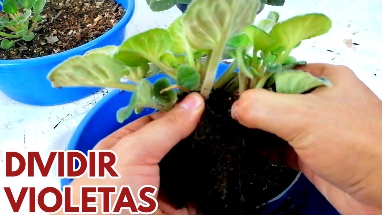 como dividir violetas africanas chuyito jardinero