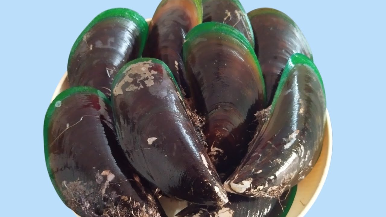 How to Clean Mussels Properly | Mussels साफ करने का सही तरीका | आसान स्टेप-बाय-स्टेप तरीका