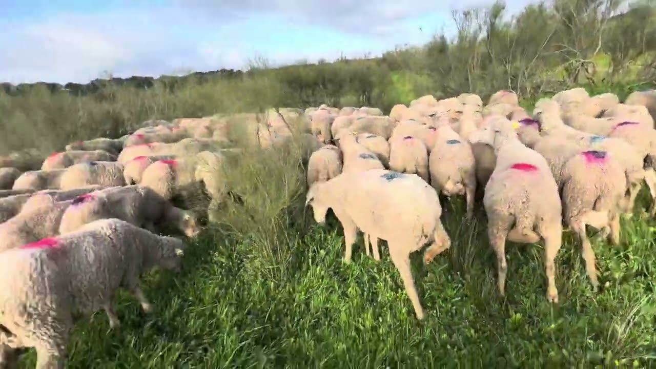 Buenas ovejas de Desvieje  que se van para una ganadería de Extremadura