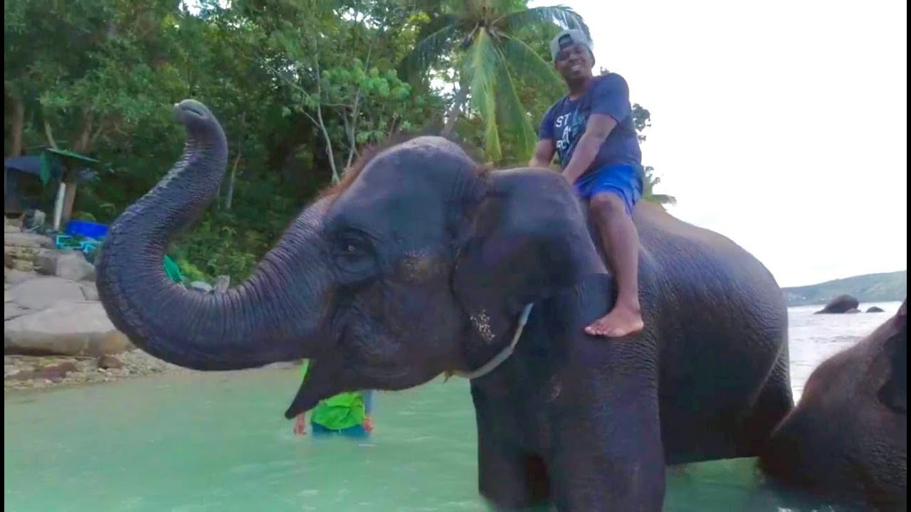 سبحت مع الفيل في  #بوكت   Thai #Elephant 🇹🇭