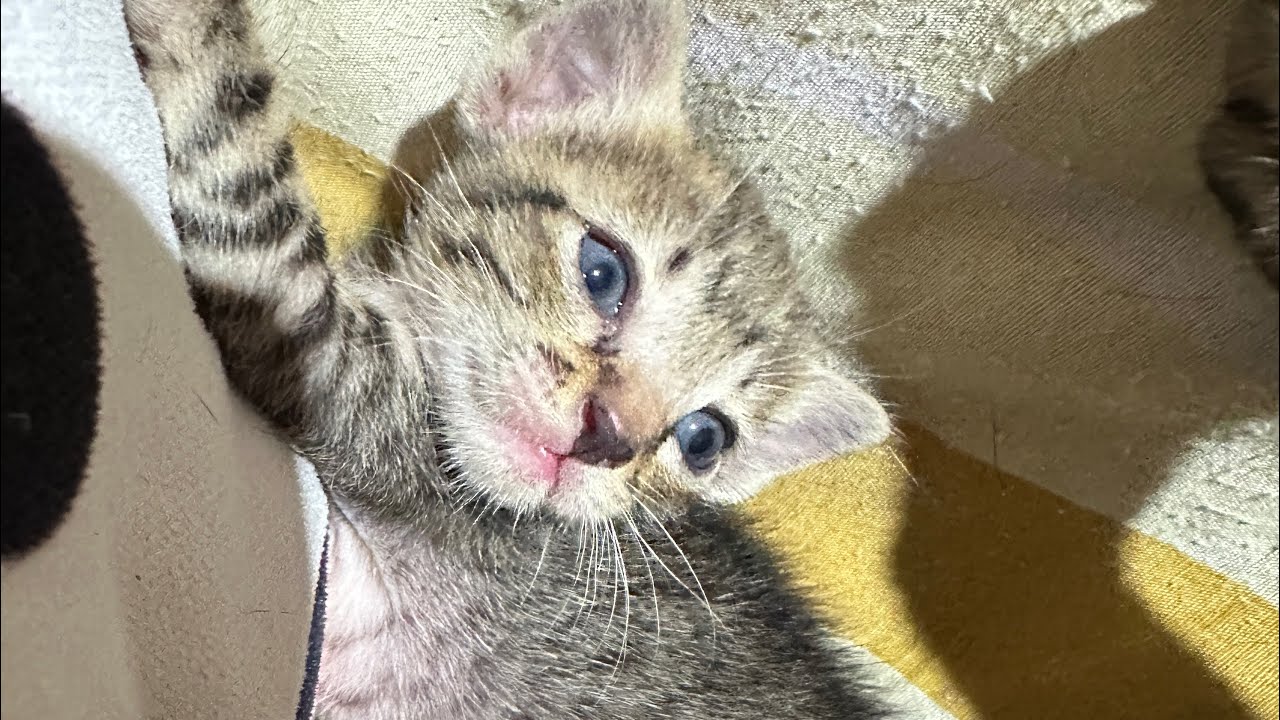A day in the life of my adorable Asian cute kittens 🐱🥰🫣 70 minutes relaxing and funny video🫶🏻