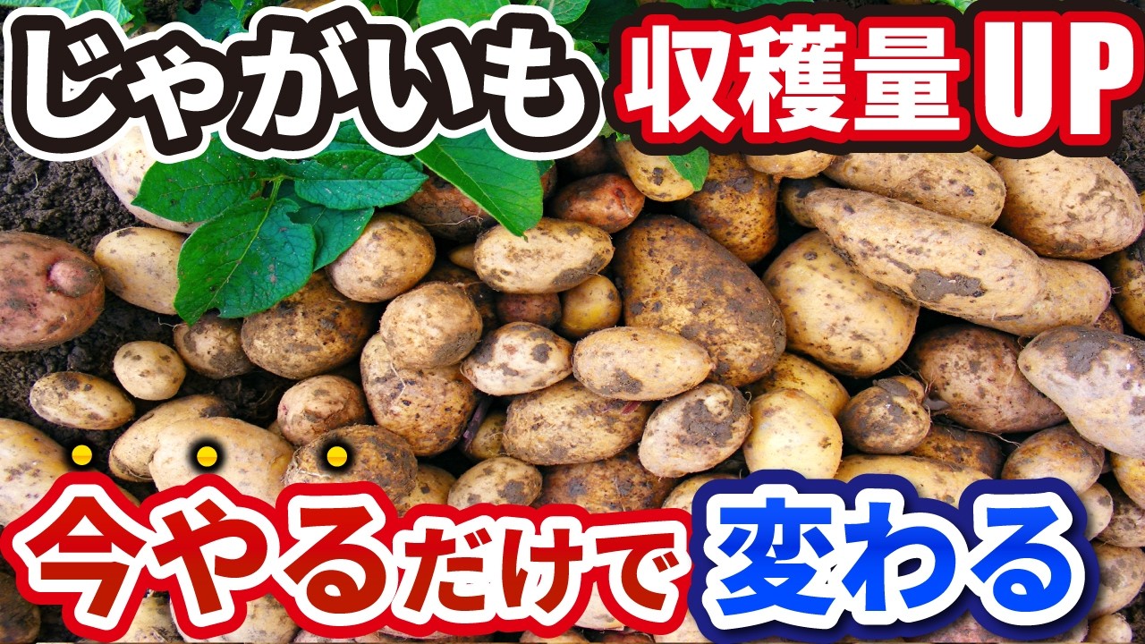 ジャガイモを植えるなら今すぐ見て！収穫量が劇的に変わる「植え付け前の準備」を徹底解説