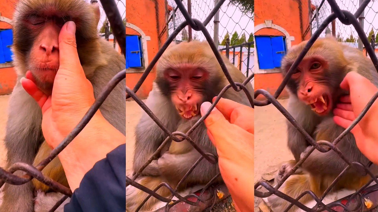 Monkey Gets Tickled 😂 Funny Monkey Moment