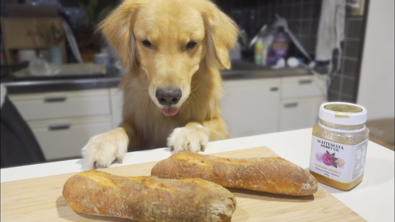 下僕が自分の為に作ったパンだと思っている愛犬