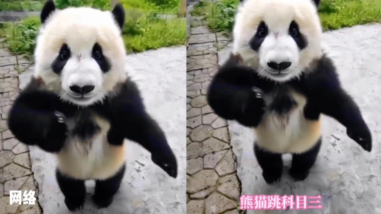 【科目三】🔥萌寵版😍😘 #科目三 #funny #fyp #pets #funnypets #dance