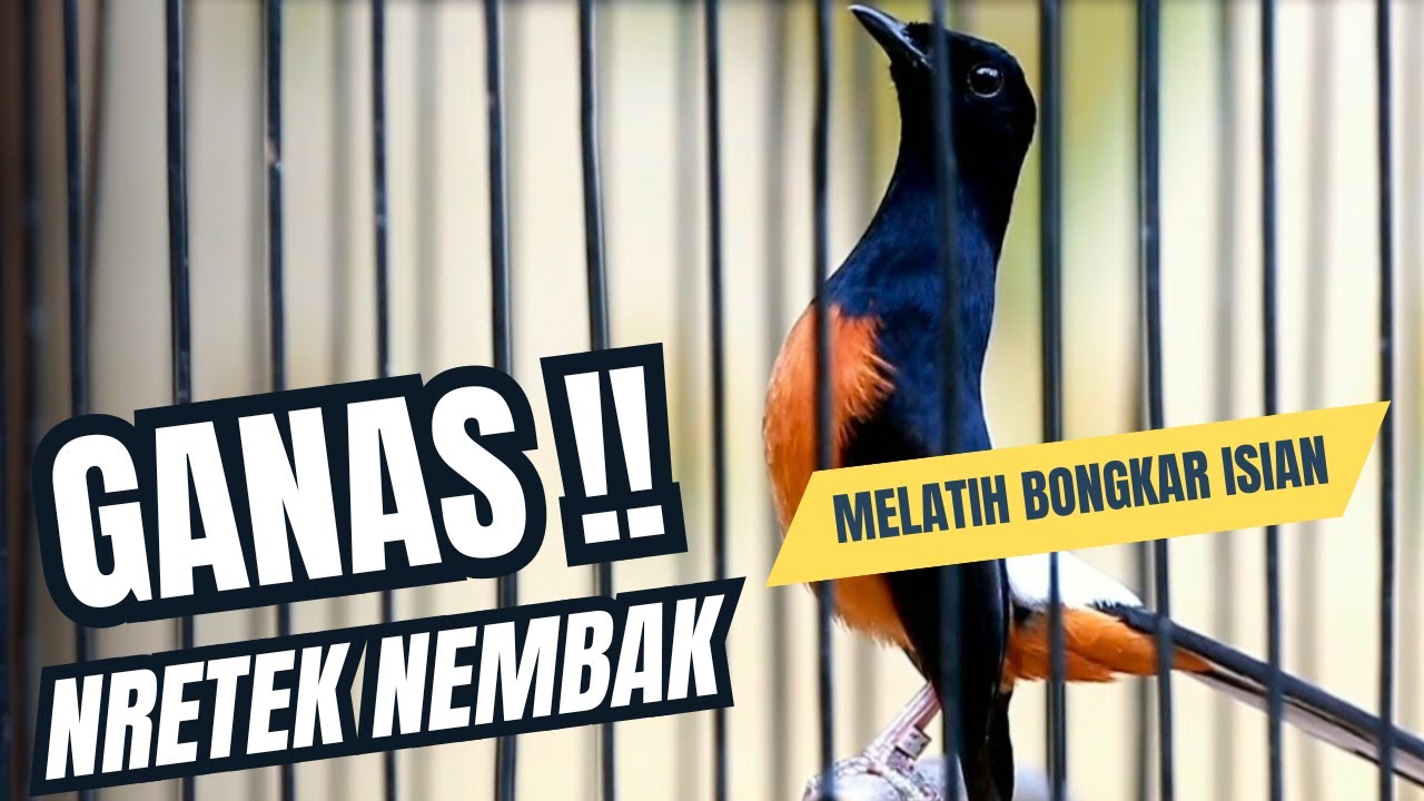 MURAI BATU GACOR FULL ISIAN TEMBAKAN KASAR KRETEKAN GANAS SANGAT AMPUH MEMANCING EMOSI MURAI BATU