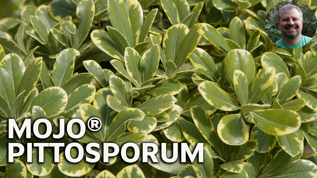 Mojo® Pittosporum - Dwarf Fragrant Variegated Flowering