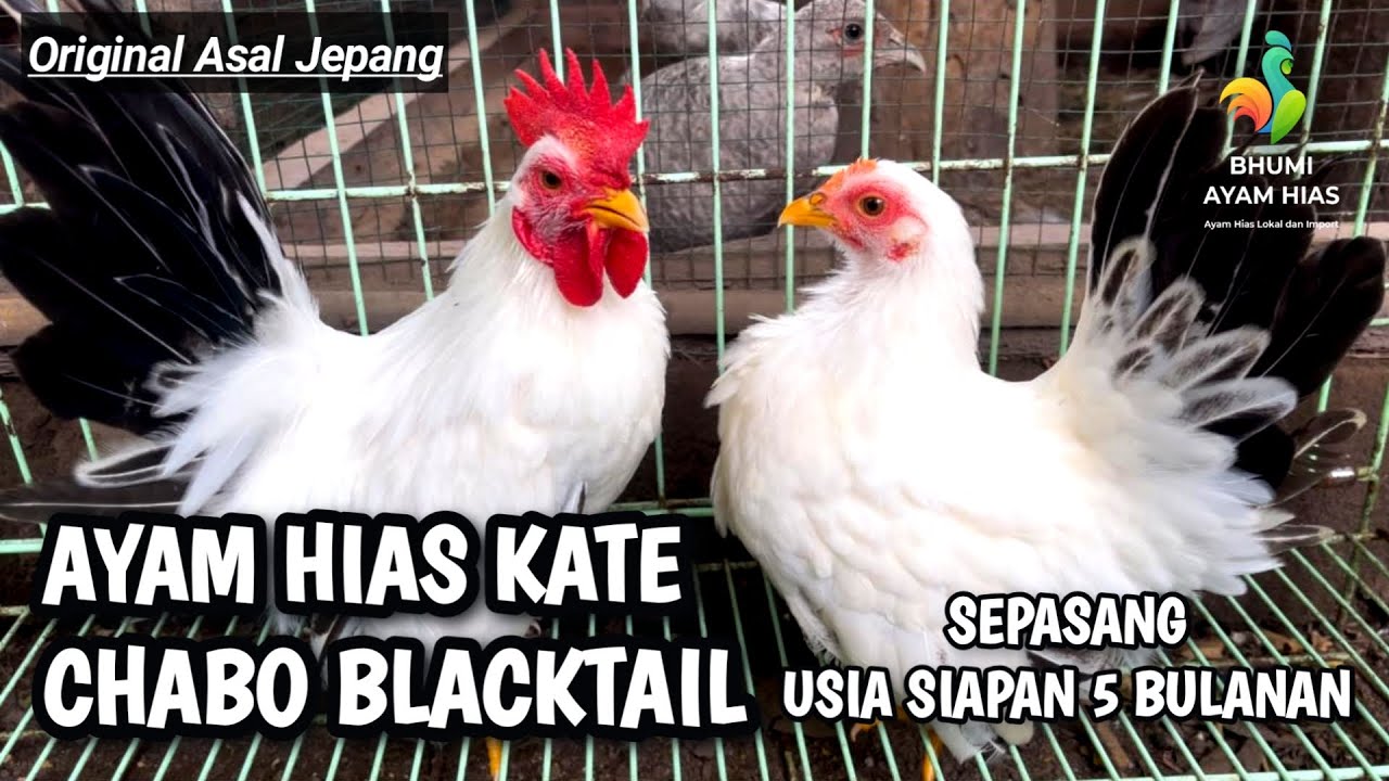 AYAM KATE CHABO BLACKTAIL ORIGINAL DARI JEPANG #chabo #ayamkate #ayamhias