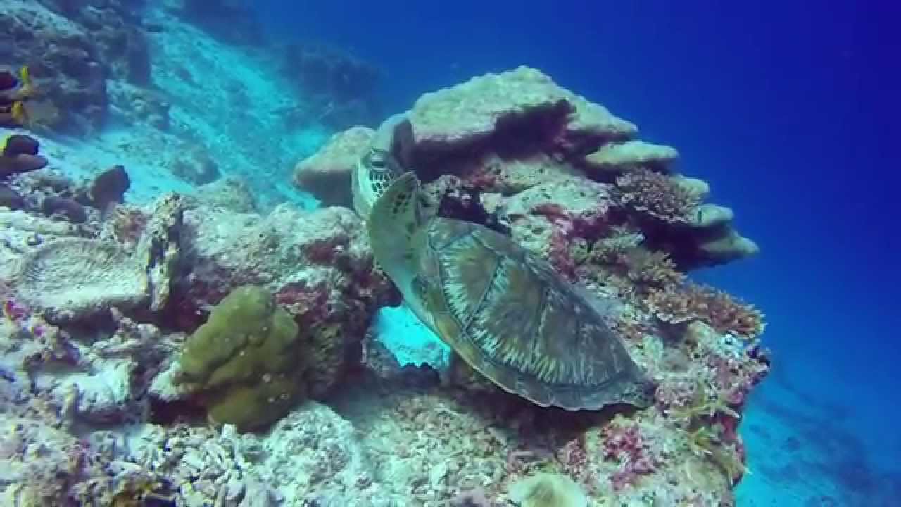 Scuba Diving the House Reef.  Biyadhoo, Maldives Jan/Feb2015