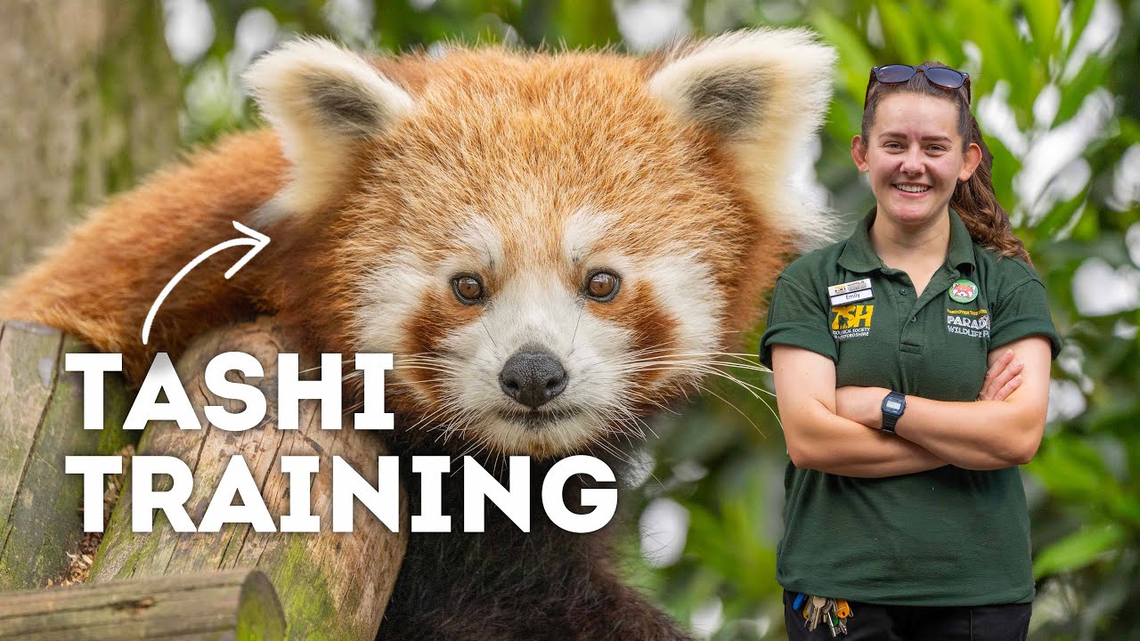 Training a Baby Red Panda! | Paradise Wildlife Park