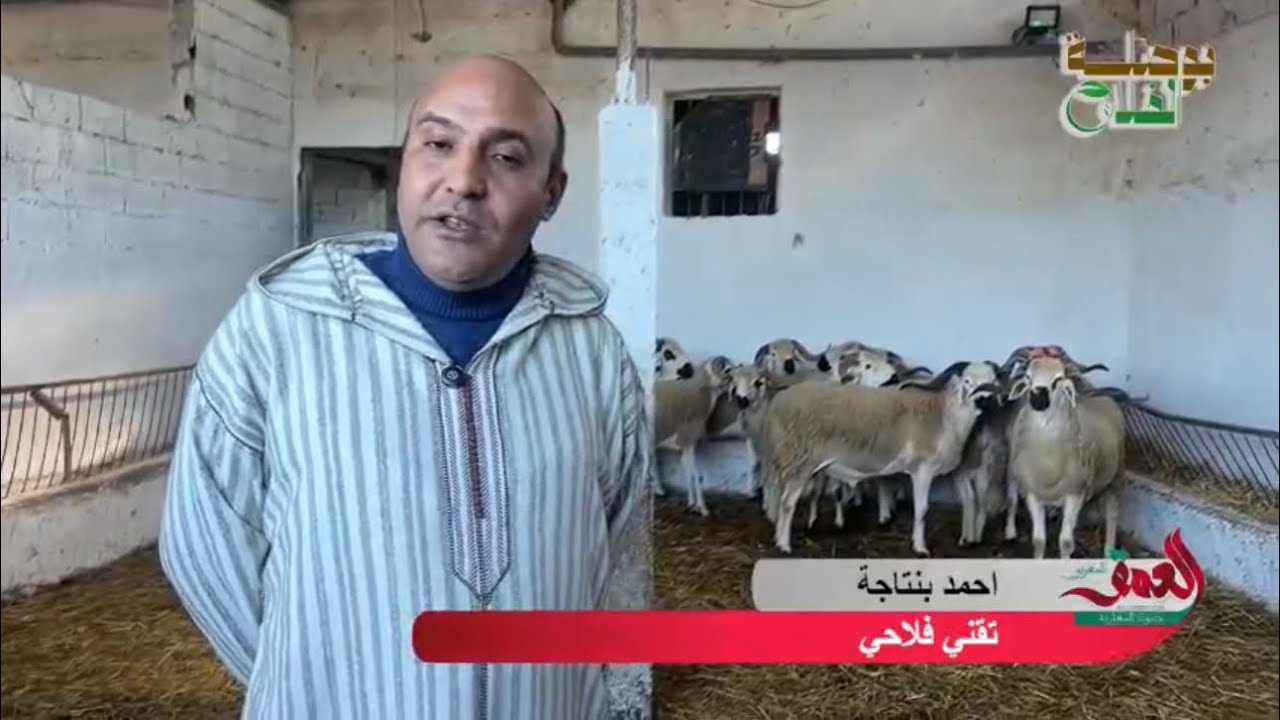 عيد الأضحى 🐑 2026 ضربة قاضية  لأصحاب القنوات والمتطفلين علّى تجارة الأغنام #المغرب_الجزائر 