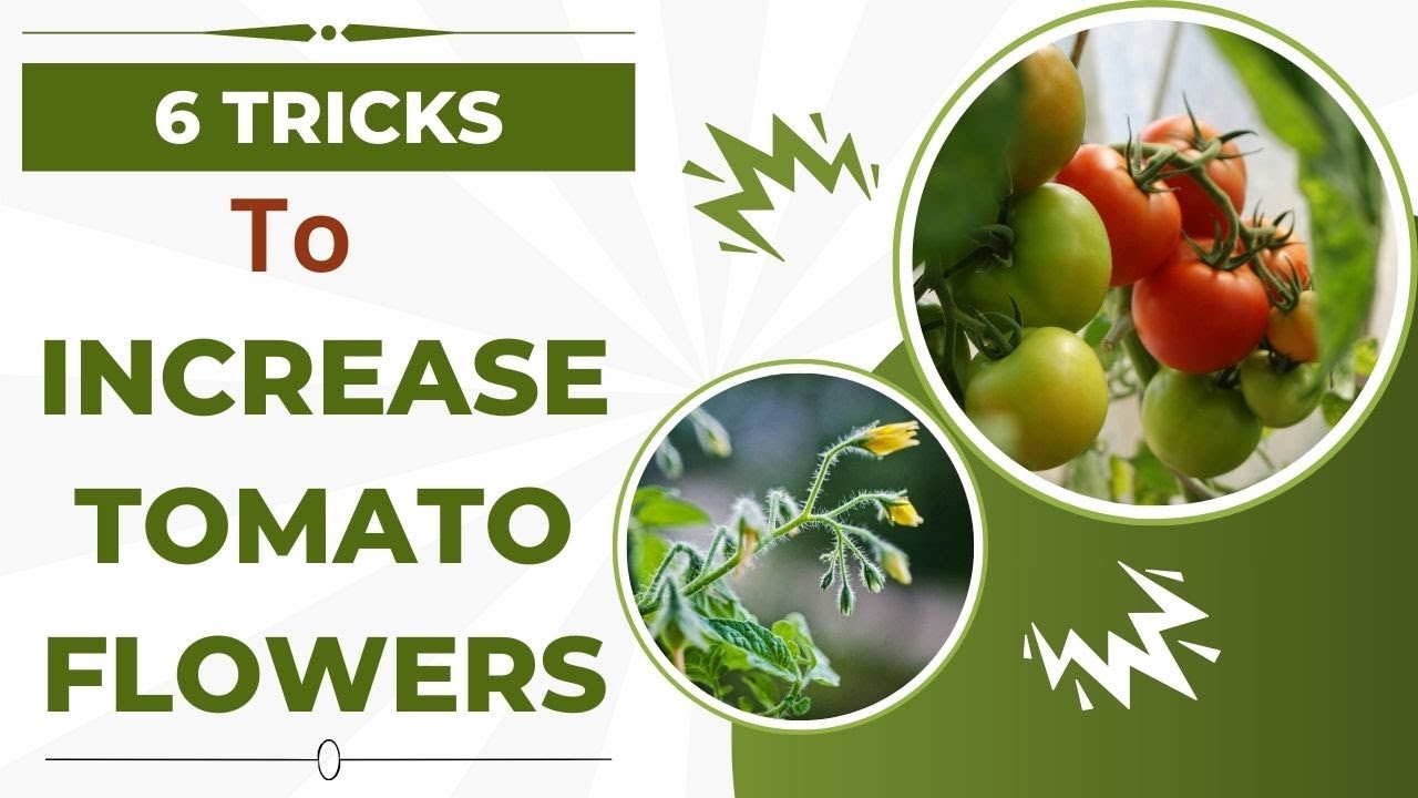 6 Tricks to Increase Flowers & Fruits in Tomato