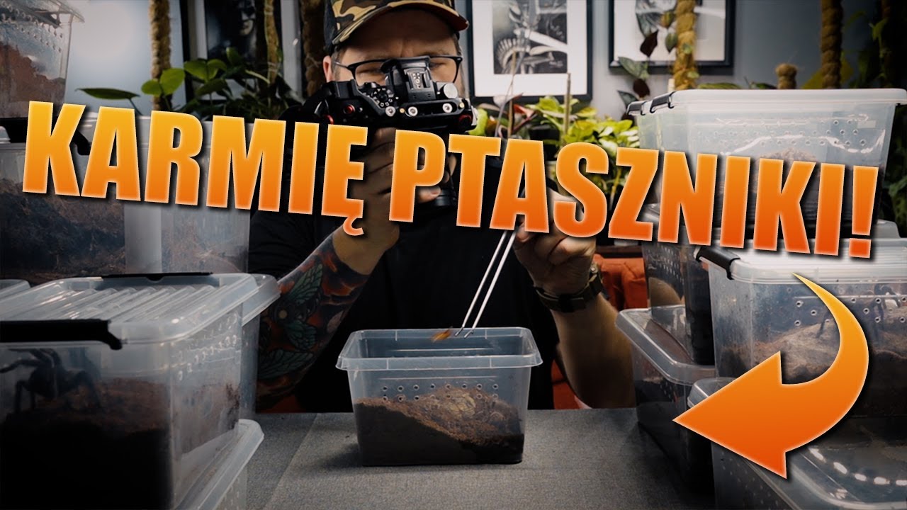 #132 Feeding, karmienie ptaszników
