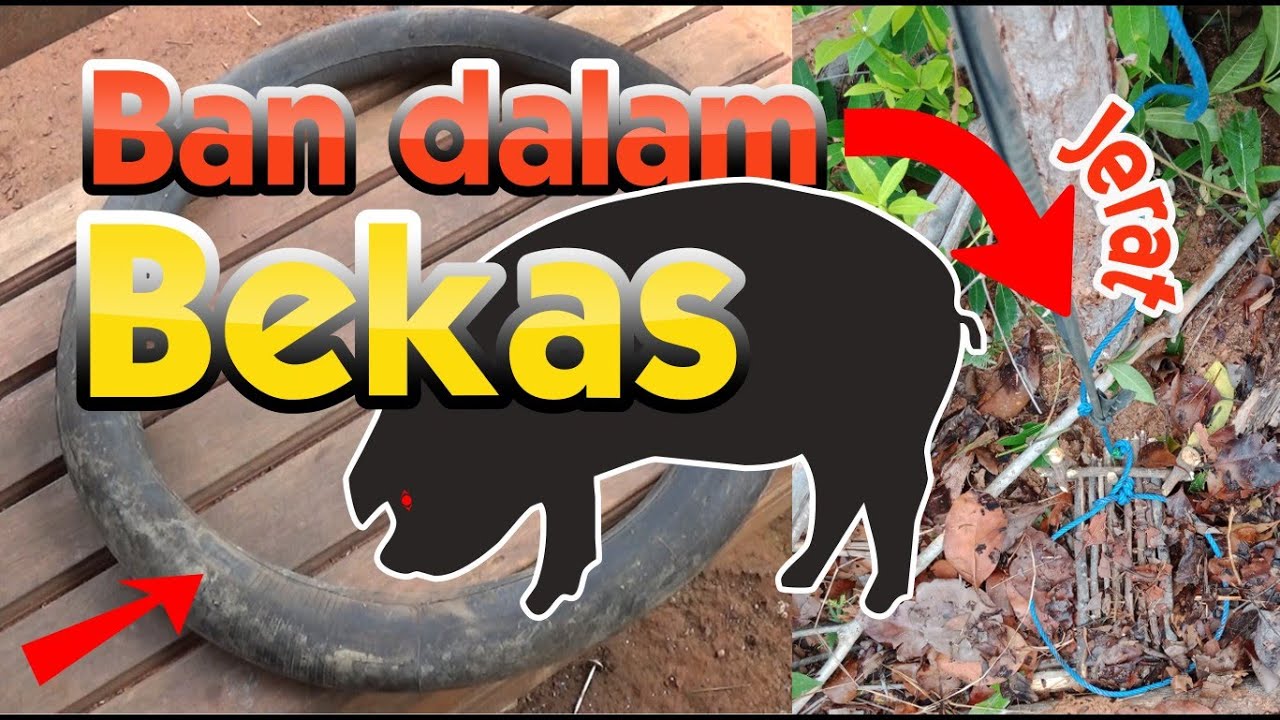Bikin jerat hama babi hutan menggunakan bekas ban dalam sepeda motor-tutorial lengkap